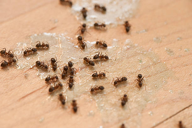 Best Residential Pest Control  in Gastonville, PA